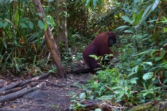orang-utan-01