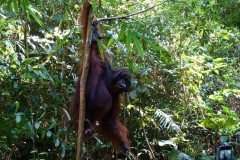 orang-utan-02