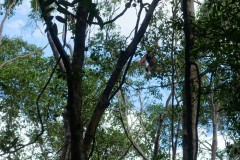 orang-utan-03