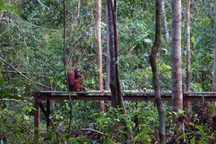 orang-utan-04