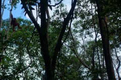 orang-utan-05