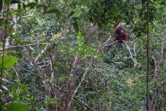orang-utan-06