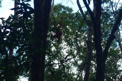 orang-utan-07