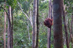 orang-utan-08