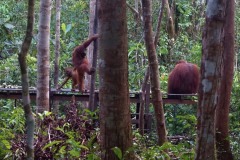 orang-utan-09