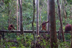 orang-utan-10