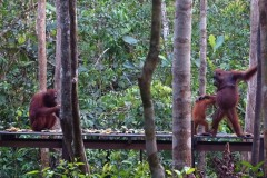 orang-utan-11