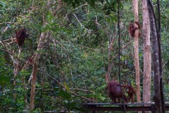 orang-utan-12