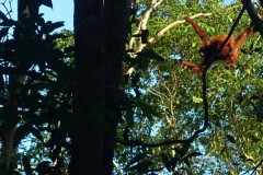 orang-utan-13
