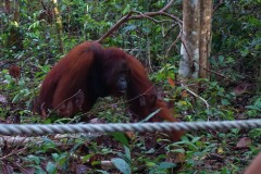 orang-utan-14