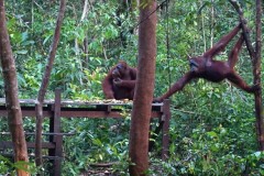 orang-utan-15