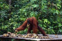 orang-utan-16