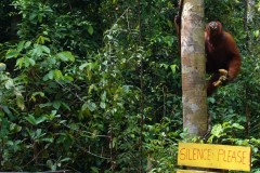orang-utan-17