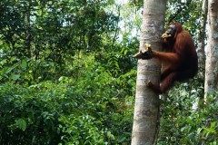 orang-utan-18
