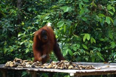 orang-utan-19