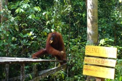 orang-utan-20