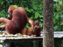 Orang Utans
