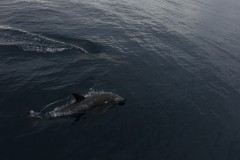 neuseeland-tauranga-dolphin-swim-03