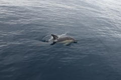 neuseeland-tauranga-dolphin-swim-04