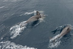 neuseeland-tauranga-dolphin-swim-05