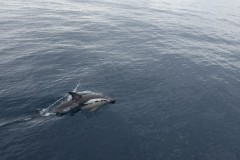 neuseeland-tauranga-dolphin-swim-06