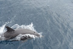neuseeland-tauranga-dolphin-swim-07
