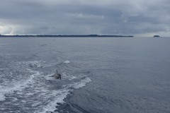 neuseeland-tauranga-dolphin-swim-08