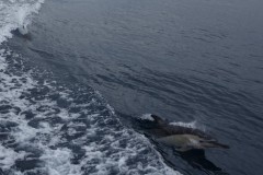 neuseeland-tauranga-dolphin-swim-09