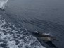 Seafari Tauranga