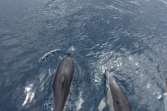 neuseeland-tauranga-dolphin-swim-10
