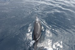 neuseeland-tauranga-dolphin-swim-11