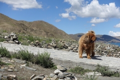 Himalaya Hundi