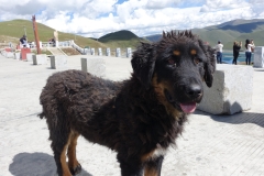Tibet Straßen Hundi