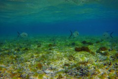 EXIF_HDL_ID_1