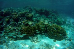 EXIF_HDL_ID_1