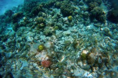 EXIF_HDL_ID_1