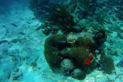 EXIF_HDL_ID_1