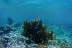 EXIF_HDL_ID_1