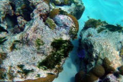 EXIF_HDL_ID_1