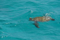 sailing-caribbean-tobago-cays-07
