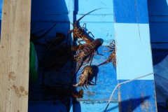 sailing-caribbean-tobago-cays-09