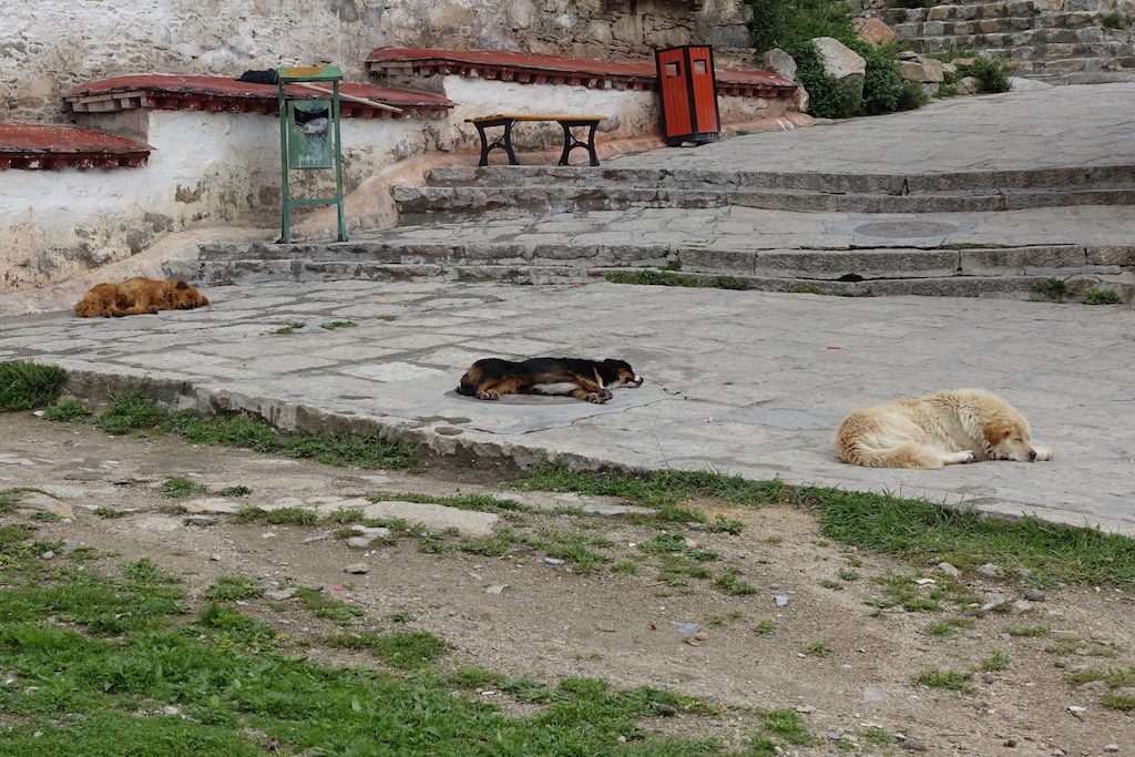 Hunde gibts natürlich auch im Kloster ne Menge.