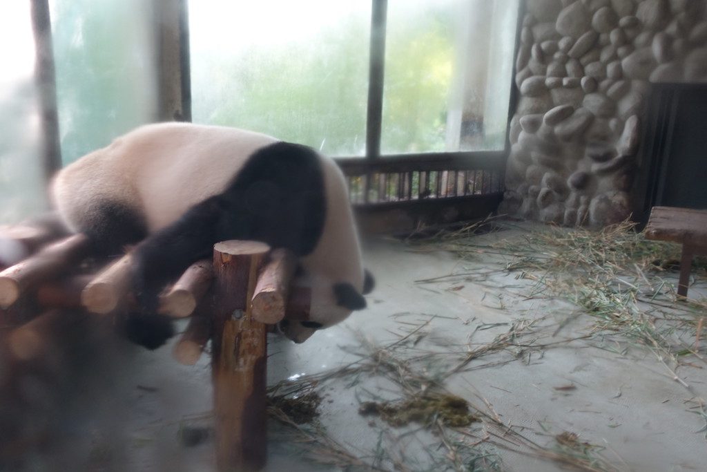 Probiere mal mit Gemütlichkeit, für manche Pandas gibt es Gehege mit Klimaanlage - die guten wohnen sonst zwischen 2.500 und 3.500m Höhe in den Wäldern Sichuans.