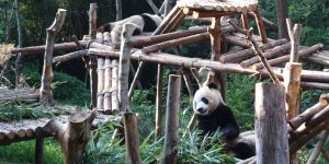 Pandabär!