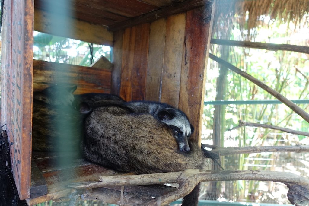 Der alte Scheisser, Kopi Luwak