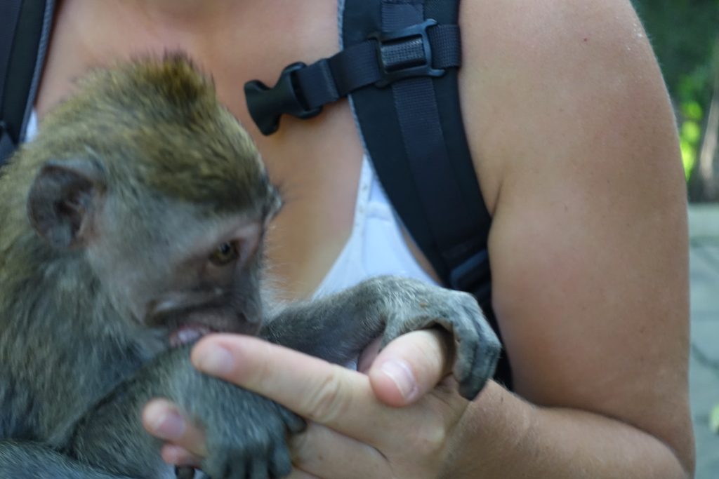 Monkey und der kleine Affe...