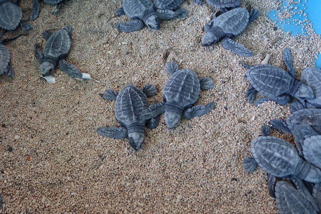 Mini Schildkröten, hier kommen die Ninja-Turtles her!