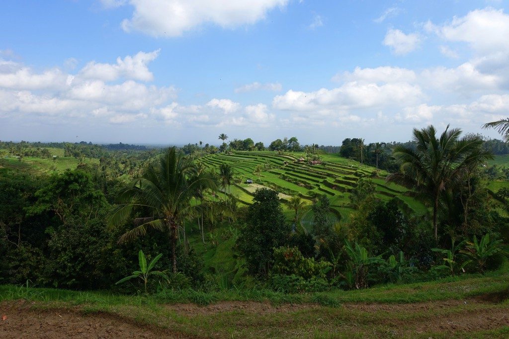 Endlich sind auch wir mal auf den berühmten Reisterrassen auf Bali angekommen.