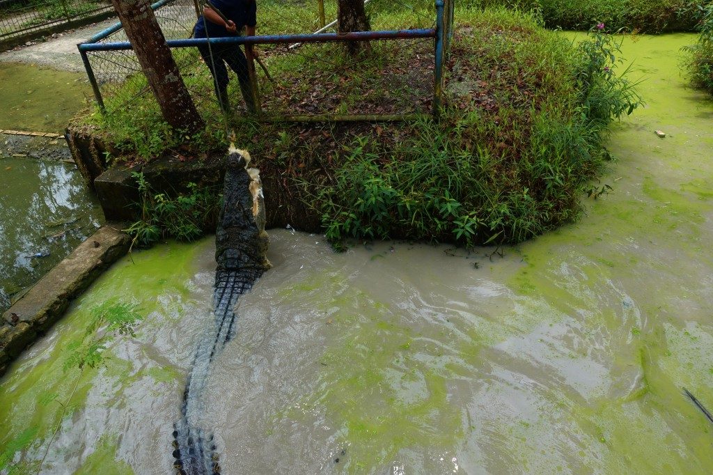 Alligator Fütterung, extra für die Cruiser