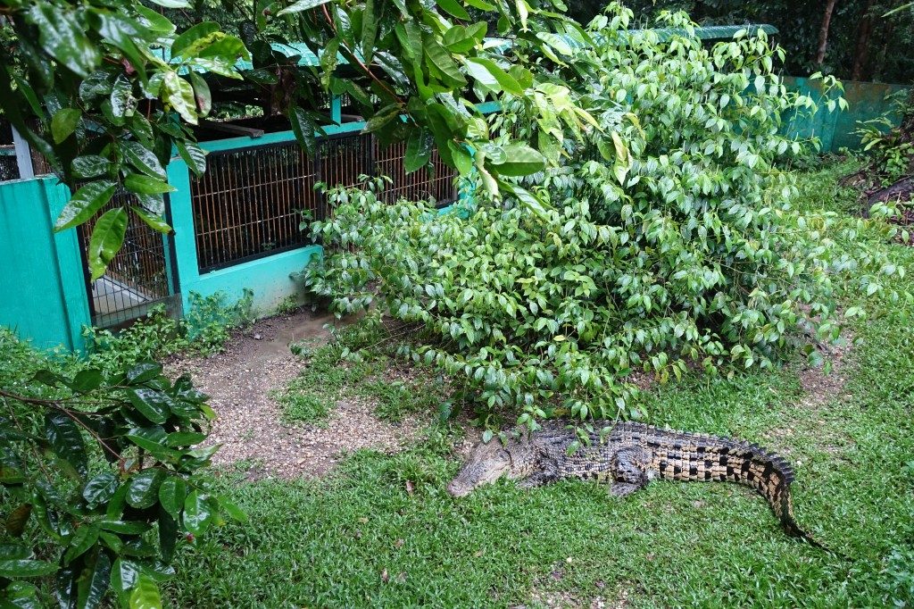 Krokodile sind, wie wir später feststellen, in jedem Tierpark hier ziemlich beliebt.